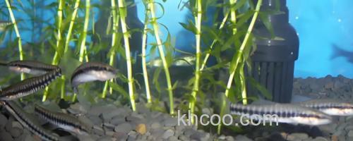 黑斑云南鳅是什么鱼？_0