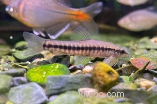 黑斑云南鳅是什么鱼？_2