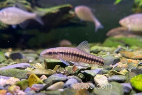 黑斑云南鳅是什么鱼？_1