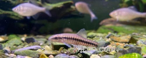 小云南鳅是什么鱼？_0