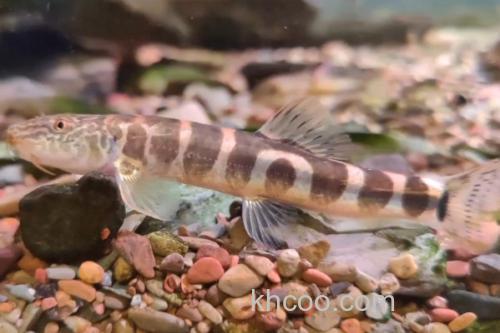 黑斑云南鳅是什么鱼？_3