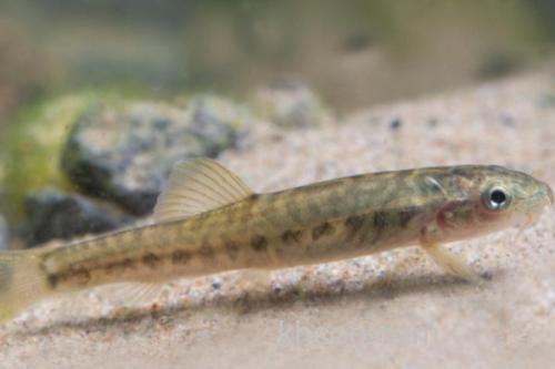 小云南鳅是什么鱼？_1