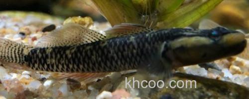 九尺云南鳅是什么鱼？_0