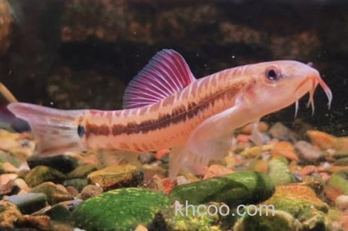 小云南鳅是什么鱼？_3