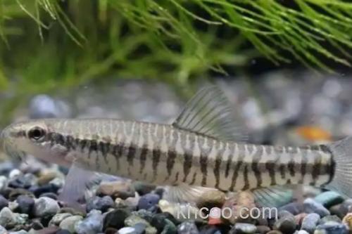 小云南鳅是什么鱼？_2