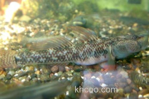 九尺云南鳅是什么鱼？_3