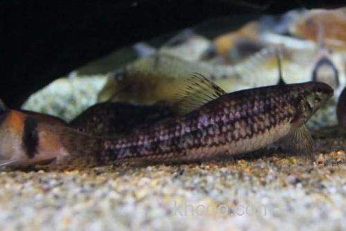 九尺云南鳅是什么鱼？_1