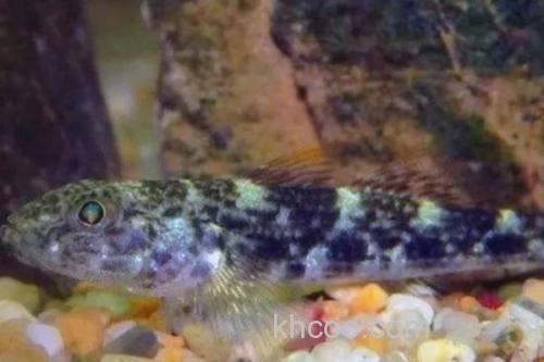 九尺云南鳅是什么鱼？_2