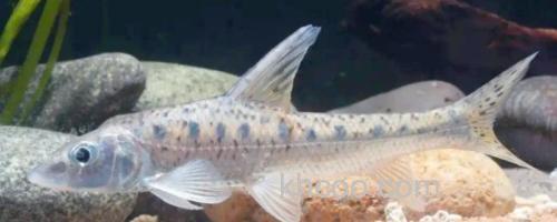 钱江䱻是什么鱼？_0