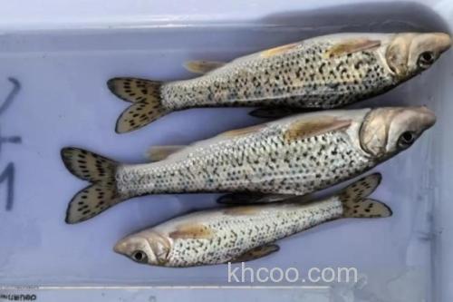 钱江䱻是什么鱼？_2