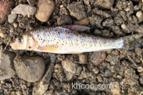 钱江䱻是什么鱼？_1