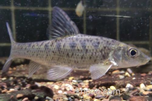 钱江䱻是什么鱼？_3