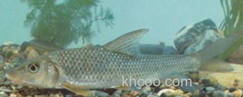 大刺䱻是什么鱼？_0