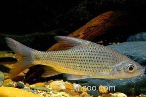 大刺䱻是什么鱼？_1