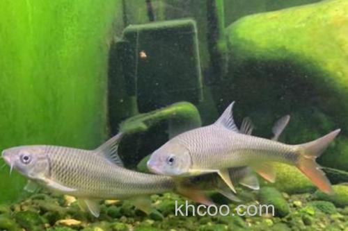 大刺䱻是什么鱼？_2