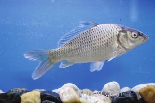 大刺䱻是什么鱼？_3