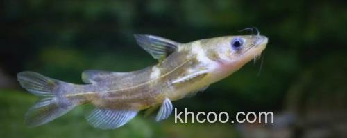 叉尾鮠是什么鱼？_0