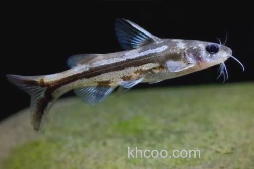 叉尾鮠是什么鱼？_3