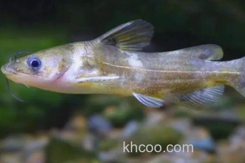 叉尾鮠是什么鱼？_1