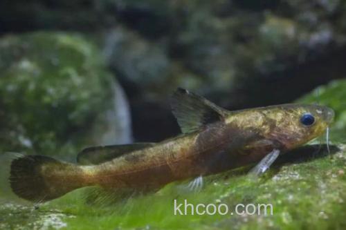 叉尾鮠是什么鱼？_2