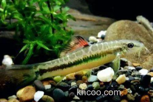 丽纹云南鳅是什么鱼？_1