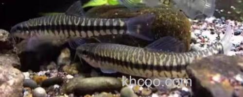 丽纹云南鳅是什么鱼？_0