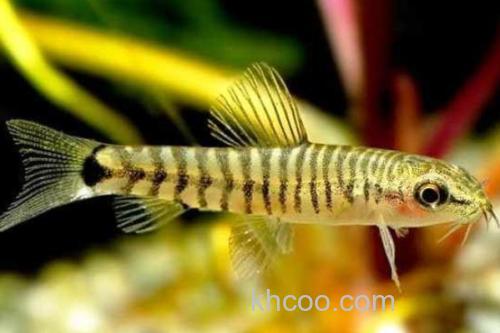 丽纹云南鳅是什么鱼？_2