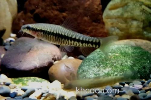 丽纹云南鳅是什么鱼？_3