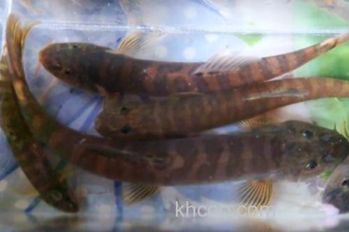 鼓颊南鳅是什么鱼？_2