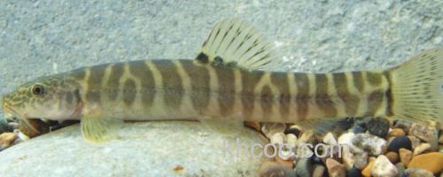 鼓颊南鳅是什么鱼？_0