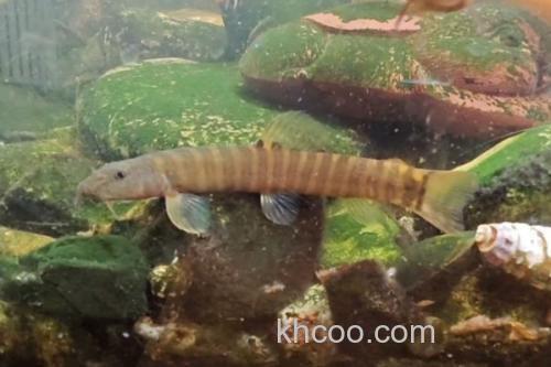 鼓颊南鳅是什么鱼？_1