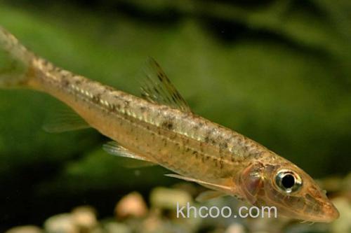 唇䱻是什么鱼？_2