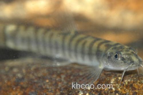 鼓颊南鳅是什么鱼？_3