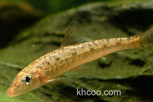 唇䱻是什么鱼？_1