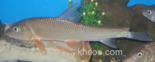 唇䱻是什么鱼？_0