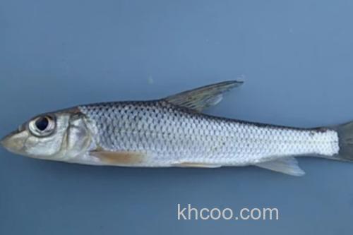 唇䱻是什么鱼？_3