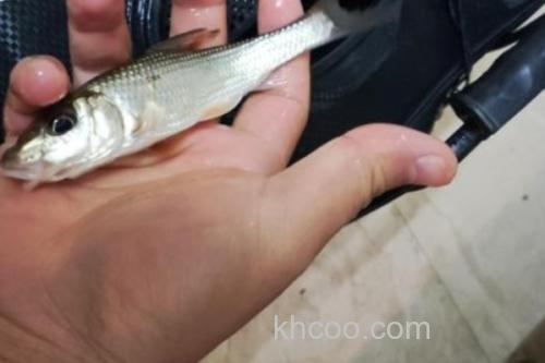 花棘䱻是什么鱼？_1