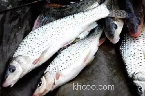 花棘䱻是什么鱼？_2