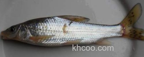 花棘䱻是什么鱼？_0