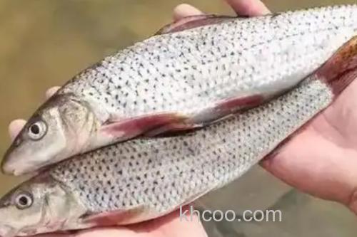 花棘䱻是什么鱼？_3