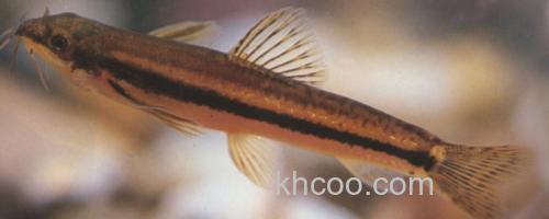 泰国南鳅是什么鱼？_0