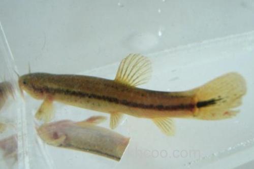 泰国南鳅是什么鱼？_1