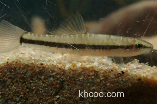 泰国南鳅是什么鱼？_3