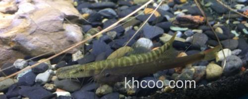 宽纹南鳅是什么鱼？_0