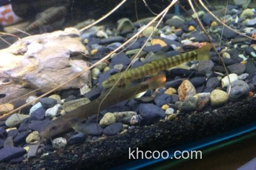 宽纹南鳅是什么鱼？_1