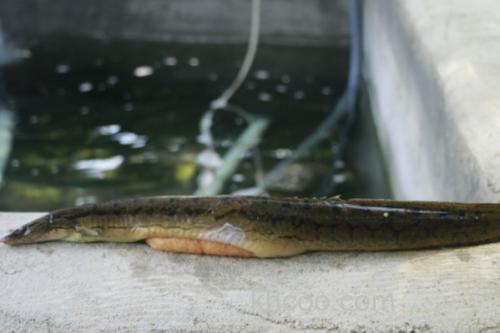 腹纹刺鳅是什么鱼？_1