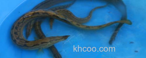 腹纹刺鳅是什么鱼？_0