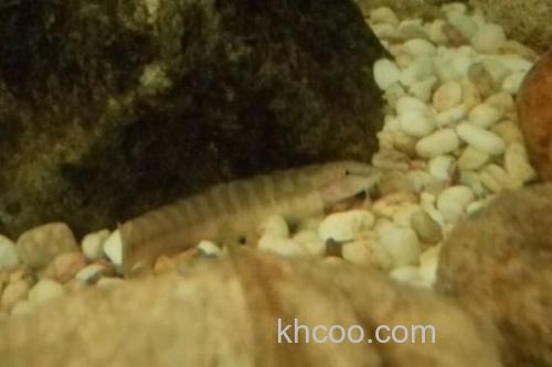 宽纹南鳅是什么鱼？_2