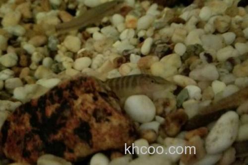 宽纹南鳅是什么鱼？_3