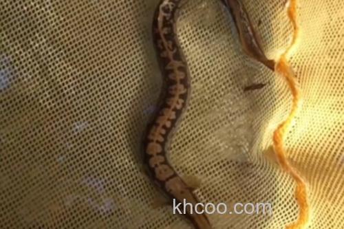 腹纹刺鳅是什么鱼？_3